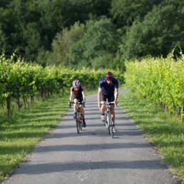 Strada con due biciclette tra il verde delle vigne